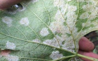 葡萄叶子的常见病害，常见的有炭疽病、白腐病等