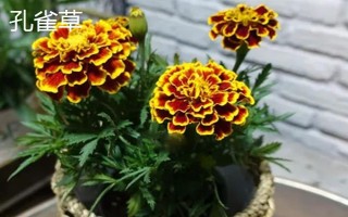 重阳节有哪些花卉开放，一串红、大丽花等品种均在此时开花