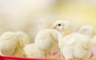 如何喂养小鸡才能快速生长，5周龄之前要增加饲喂次数