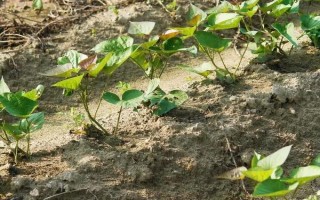 红薯苗怎么栽种，采取斜插法、直栽法、压藤插秧法