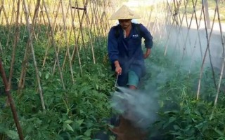 西红柿喷施叶面肥的注意事项，幼果期跟采摘期要增加喷肥次数