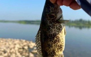 什么是鳜鱼，属于真鲈科、鳜属鱼类的统称