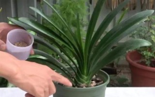 君子兰不长新叶怎么处理,需更换土壤、修剪烂根等