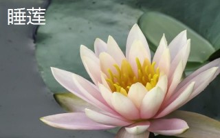 睡莲和荷花的区别是什么，叶子、花朵和属性均不同