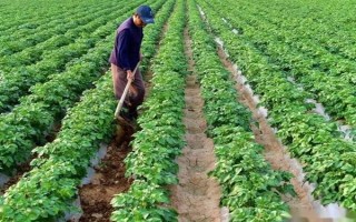 马铃薯晚疫病有什么症状，叶片发病会出现暗绿色水渍状斑点