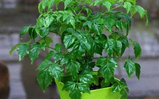 幸福树喜不喜欢酸性土壤，喜欢偏酸性的土壤