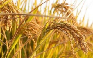 99优468水稻品种简介，6月下旬播种