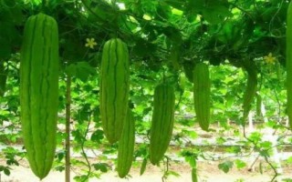 大顶苦瓜高产种植技术,播种前需浸种