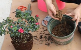 种植杜鹃花的要点，注意剪除细弱的枝条和过于繁茂的枝条