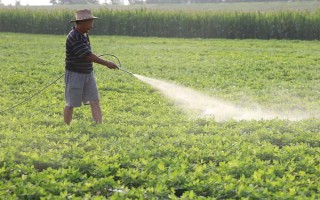 花生病虫害防治方法，常见病害有茎腐病、根腐病等