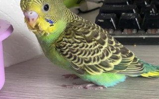 怎么养虎皮鹦鹉，冬天要做好御寒保暖