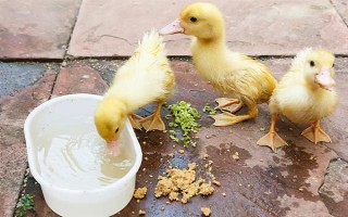 养殖1000只旱鸭的成本,鸭苗和鸭料成本总共需要2.3万元左右