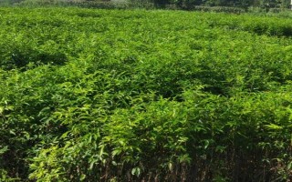 花椒种植要点，以冬春栽植较好