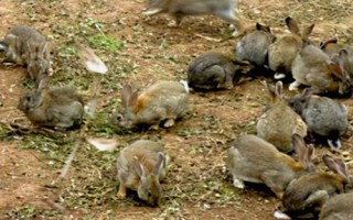 农村养殖思麻兔的前景，市场需求大、目前来看具有不错的潜力