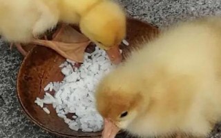 鹅啄破壳后多长时间能出来，通常5-12小时便可出壳