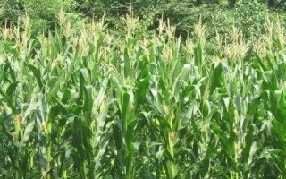 吉农大65玉米品种的特性,适宜播种期4月下旬至5月上旬