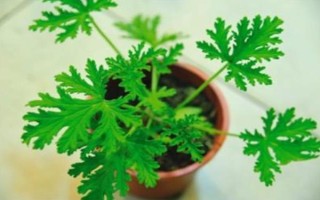 驱蚊草的盆栽方法，生长期和盛花期要定期追施肥液