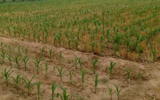 成玉938玉米品种简介，平均生育期102.0天