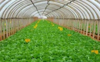 怎么防治大棚蔬菜缺素症，需根据实际缺素情况采取对应措施