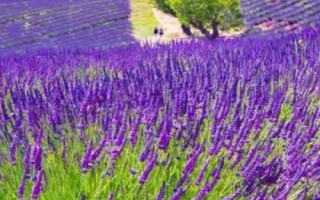 薰衣草的花期是什么时候，花期通常为6月到8月