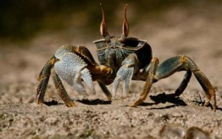 螃蟹有几条腿，大多是横着走路