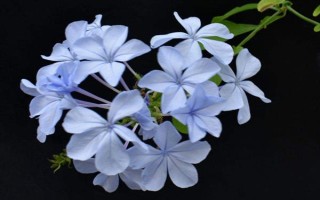 蓝雪花的形态特征，一般高约20-30厘米