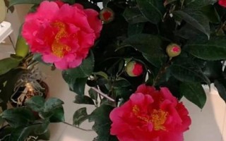 室内可以养殖茶花吗,可以养殖但要注意管理