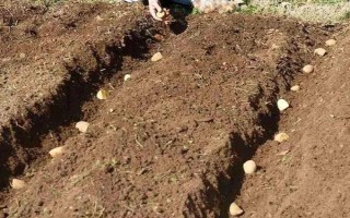 马铃薯晚疫病有什么症状，叶片发病会出现暗绿色水渍状斑点