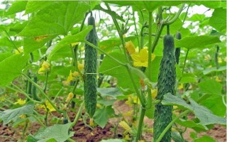 黄瓜打顶的症状，表现为黄瓜藤的顶端部位不长新叶且出现花抱头等