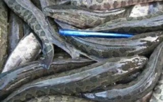 为什么说黑鱼有毒，纯粹是无稽之谈