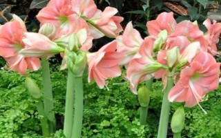 朱顶红叶片发黄如何处理，不同情况所采取的措施有区别