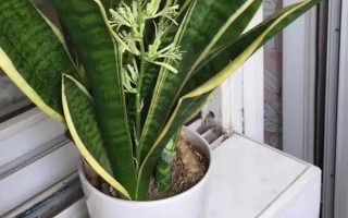 虎皮兰的叶片为何又软又皱，可能是光照过强、水分过多、缺少营养等原因所导致