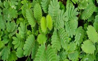 含羞草的作用，主要用来观赏、净化空气、预测天气