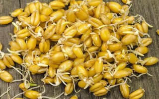 小麦种子的发芽过程，一开始会吸胀