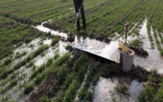 小麦浇越冬水有什么目的，可促进麦苗健壮生长