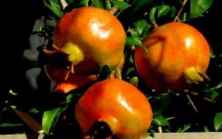 我国石榴主要栽培区域，我国南北都有栽培