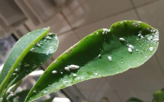 麒麟掌有毒吗，其汁液有毒