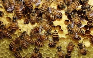 蜂巢的筑造过程，筑巢前需要侦查蜂外出选址