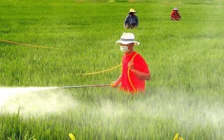 水稻机插秧育秧技术，早稻一般在3月上中旬播种