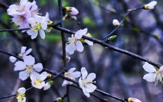 桃花在什么季节开，花期是每年的3-4月