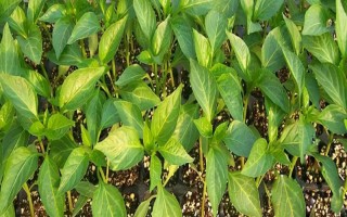 让辣椒苗快速生长的方法，需保持适温、提供充足的光照、让土壤保持湿润