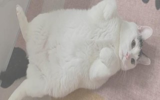 怎样给胖猫减肥，可减少摄入量、选用减肥猫粮等
