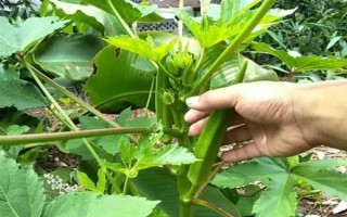 黄秋葵和绿秋葵的区别，二者没有区别