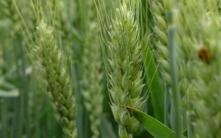 陇春36号小麦品种的特性,3月上中旬播种