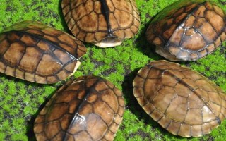 石金钱龟的销售方式，都会有人上门进行收购