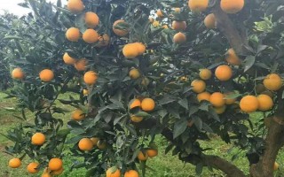 公母脐橙的区分方法，公脐橙的肚脐较小、母脐橙的肚脐较大且凹陷