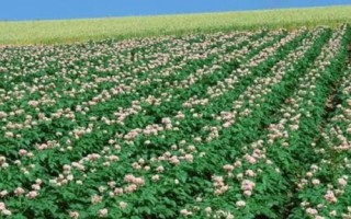 马铃薯炭疽病的病原，病原为球炭疽菌