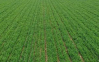 南方稻茬麦冬前怎么管理，越冬期间要保暖防冻