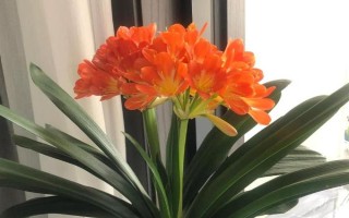 父亲节适合送什么花,可以选择石斛兰、向日葵等