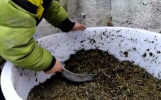 红薯秧如何做青储饲料，红薯秧一定要粉碎处理